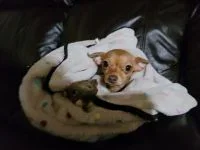 Gidge with squirrel toy .webp