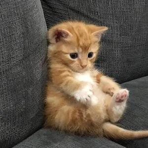 Cutest ginger kitten sitting up.webp