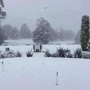 Aussie blizzard.webp