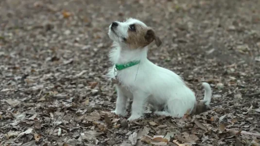 Cute puppy.webp