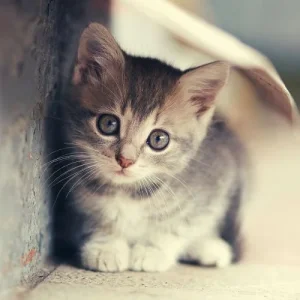 kitten 1rs.webp