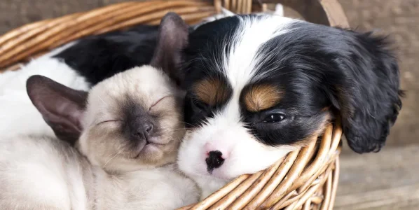 Cat and dog cuddling.webp Cat and dog cuddling.webp