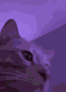 cat-rave-disco.gif