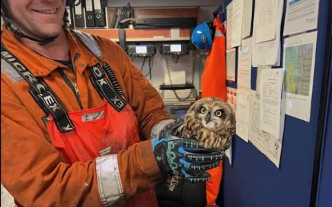 Rescued owl.webp