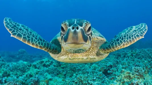 Green turtle.webp Green turtle.webp