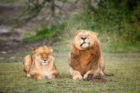 Lions.webp Lions.webp