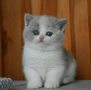 Fluffy white and grey kitten.webp