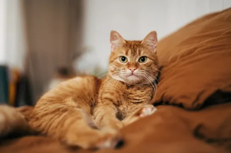 A sofa conquered by a cat.webp