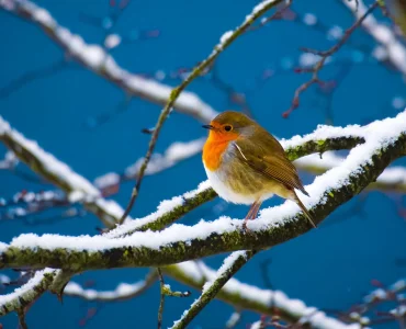 Cute robin.webp