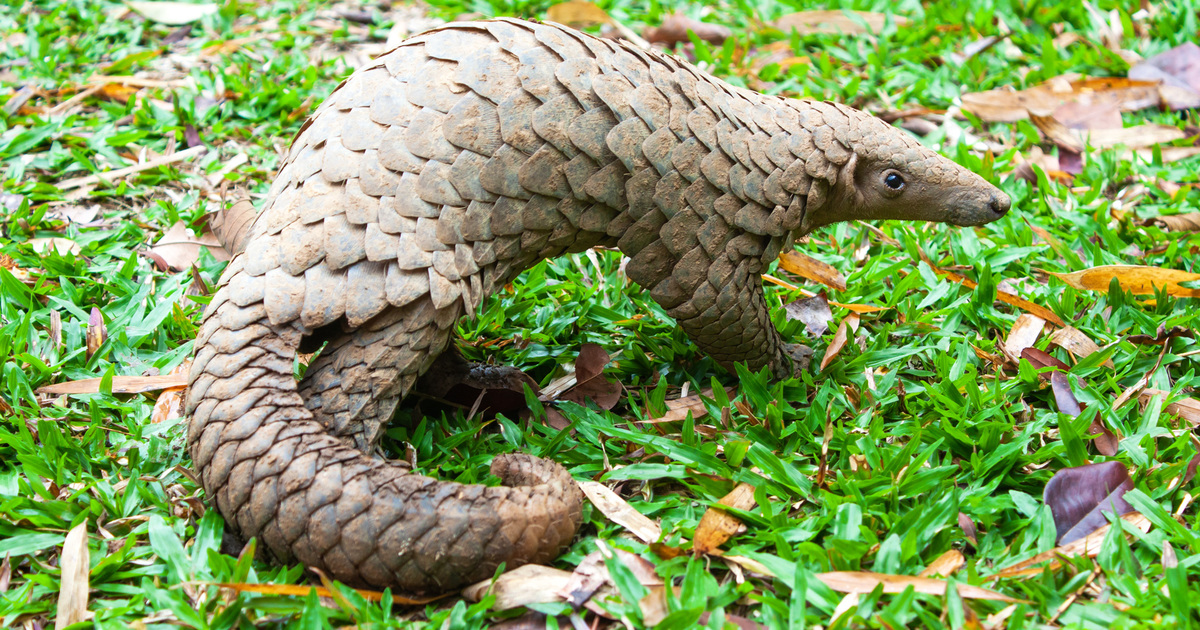 www.ifaw.org